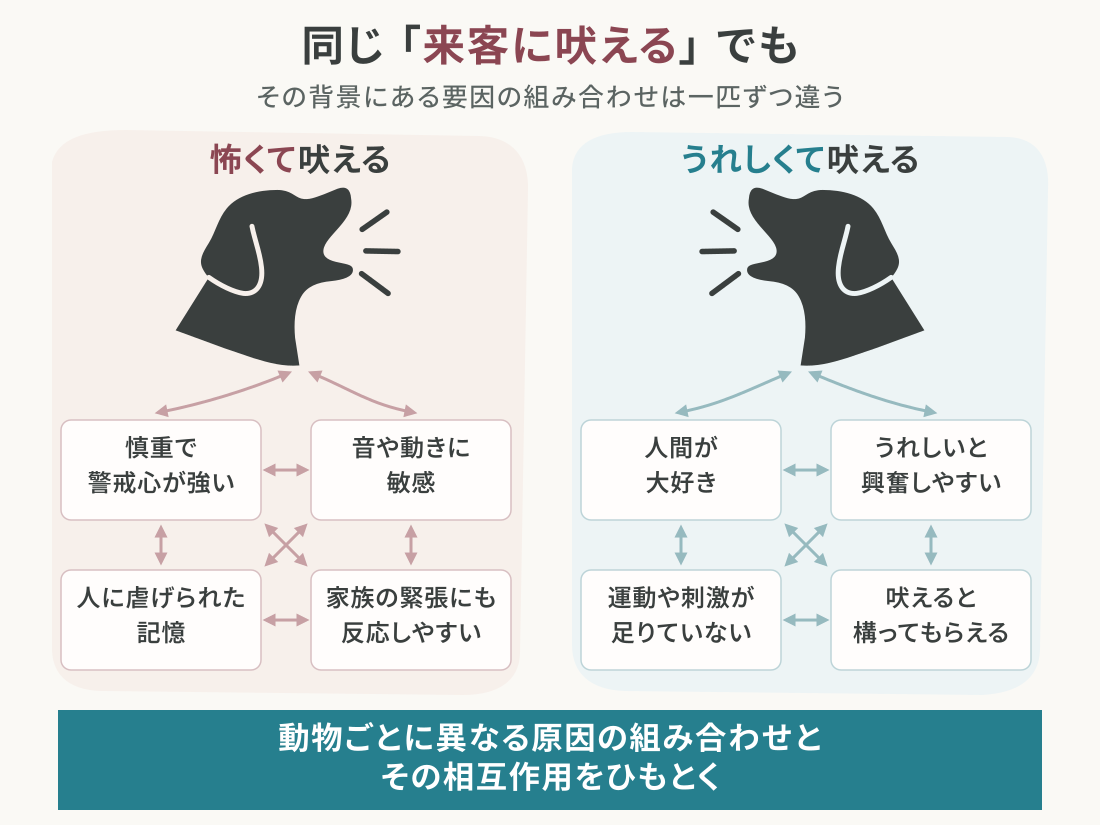 同じ「来客に吠える」でも、その背景にある要因の組み合わせは一匹ずつ違う。怖くて吠える犬は「慎重で警戒心が強い」「音や動きに敏感」「人に虐げられた記憶」「家族の緊張にも反応しやすい」が絡み合っている。うれしくて吠える犬は「人間が大好き」「うれしいと興奮しやすい」「運動や刺激が足りていない」「吠えると構ってもらえる」が絡み合っている。動物ごとに異なる原因の組み合わせと、その相互作用をひもとく